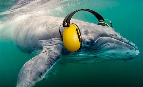 Ocean Noise Pollution Harms Marine Life From The Smallest