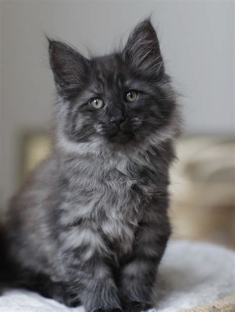 We believe in helping you find the product that is right for looking for something more? black smoke male kitten | Flickr - Photo Sharing!