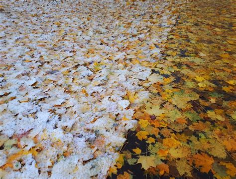 The First Snowfall In The Fall In The City Part Of The Yellow Maple