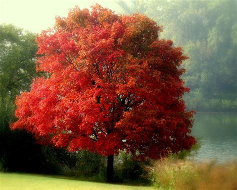 Autumn Maple Tree Photograph By Rosanne Jordan Fine Art America