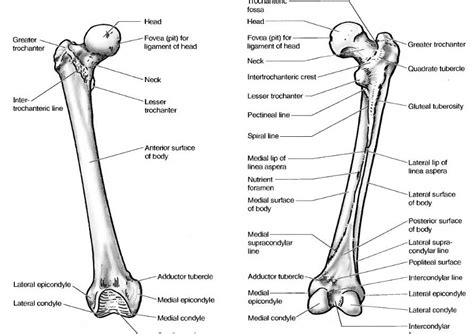 Learn Anatomy Online Femur Bone