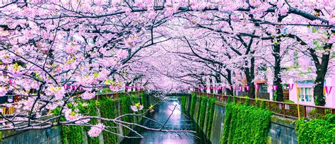 Visiting Japan to view the Sakura in 2020 - Japan Rail Pass