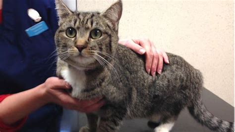 Spanish Cat Found In Scottish Garage Reunited With Her Owner Bbc News