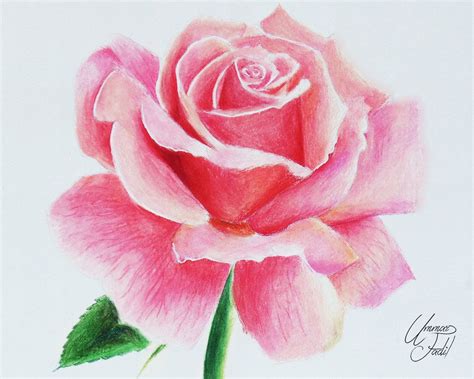 Rose Flower Drawings With Color