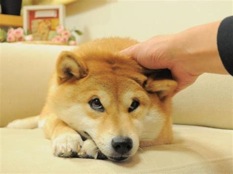 Tan akita dog, doge, memes, face, full frame, large group of objects. dogge subreddit