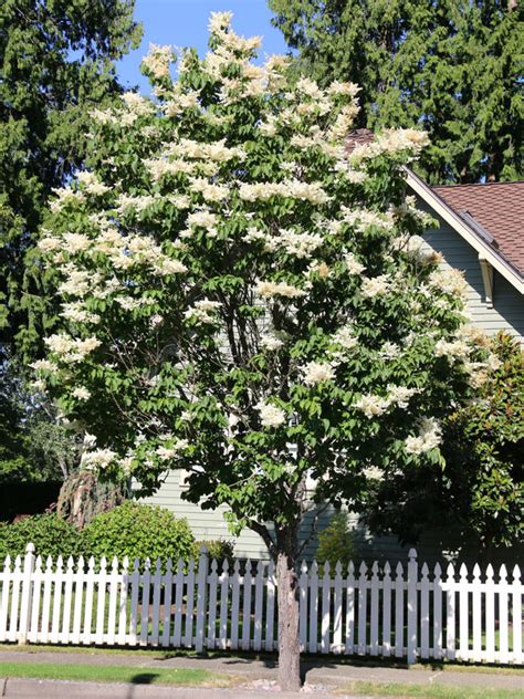 Ivory Silk® Japanese Tree Lilac J Frank Schmidt And Son Co