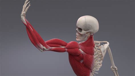 Long bone, short bone, flat bone, irregular bone and sesmoid bones. X-Muscle System 2.8 - Blender Market