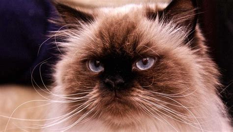 Himalayan Cat A Guide To The Breed The Happy Cat Site