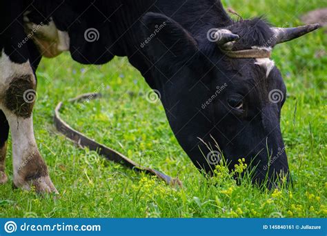Black And White Milk Cows In A Pasture With Lush Green Grass Stock