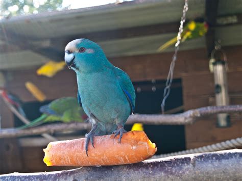Fotos Gratis Pájaro Pico Azul Amarillo Fauna Zanahoria