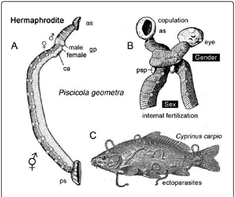 Morphology Sexual Reproduction And Life Style Of The Common Fish Download Scientific Diagram