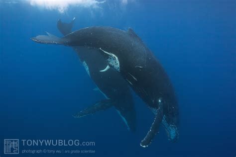 Size Of A Whale S Penis Porno Mana Sex