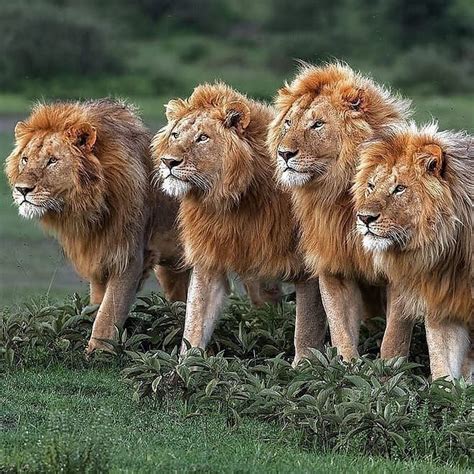 Great Capture Of Four Male Lions 😳💪 📷 Photo By Paultjenl