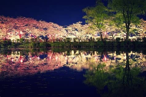 16 Amazing Photos Of Cherry Blossoms At Night Modern Sakura