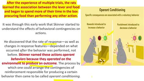 Skinners Operant Conditioning Skinners Rat Experiment Reinforcement