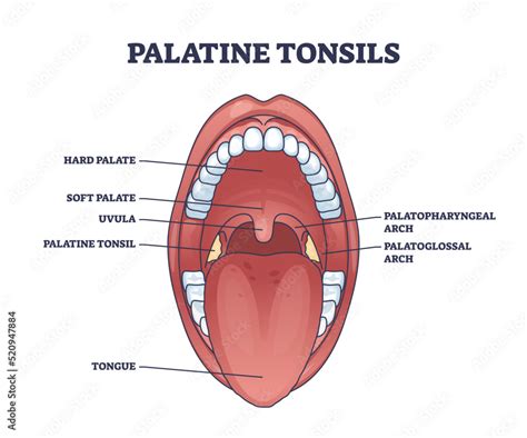 Stockvector Palatine Tonsils Organ Location Behind Throat And Tongue With Mouth Structure