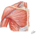 Learn vocabulary, terms and more with flashcards, games and other study tools. Shoulder: Muscles