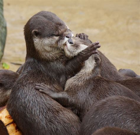 kissing otters by alan cohen animais bonitos animais beijando fotos de animais