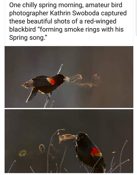 🔥 A Red Winged Blackbird Song You Can See R Natureisfuckinglit
