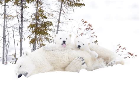 Polar Bear Mother With Two Cubs Stock Photo Image Of Enjoying Cute