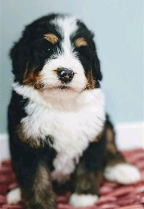 Bernedoodle And Cavapoo Puppies For Sale