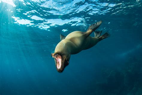 Understanding Light In Underwater Photography Scuba Diver Life