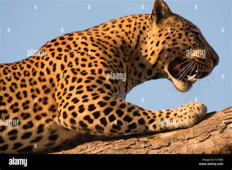 Female African Leopard Lying In Tree Stock Photo Alamy