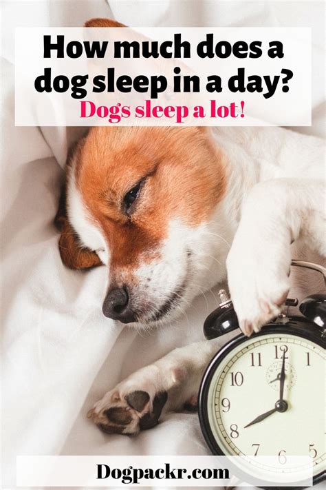 How Many Hours A Day Should A Dog Sleep Dogpackr