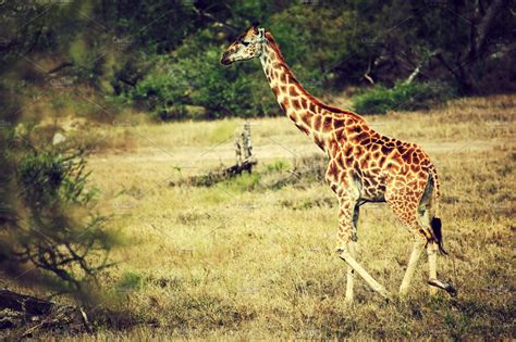 Giraffe On African Savanna Tanzania Containing Africa Tanzania And