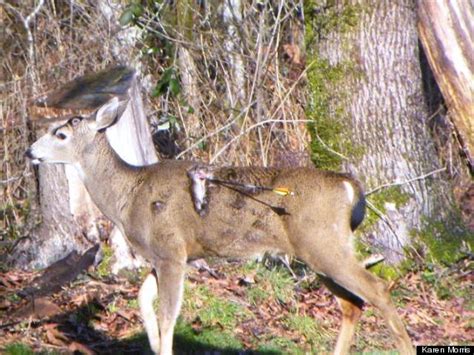 Buckshot is effective for deer hunting. Deer Shot With Arrow Is Walking Wounded In Maple Ridge (PHOTO) | HuffPost Canada