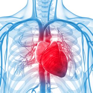 See all examples of cardiac arrest. Cardiac arrest vs heart attack | Health24