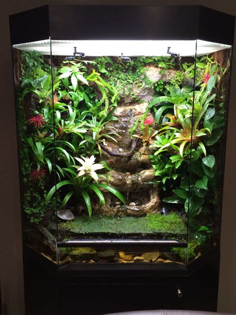 Paludarium Frog Terrarium Frog Tank Tree Frog Terrarium