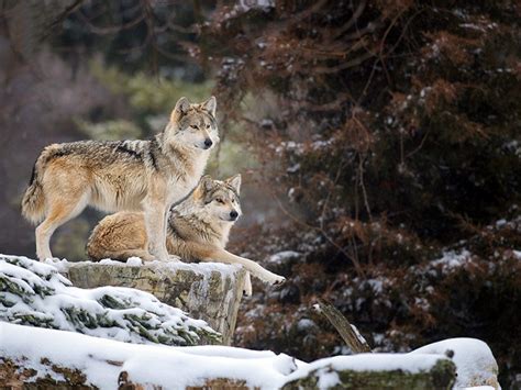 ‘recovery Plan For Mexican Gray Wolf Further Threatens