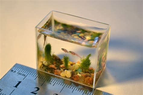 The Worlds Smallest Aquarium Amusing Planet