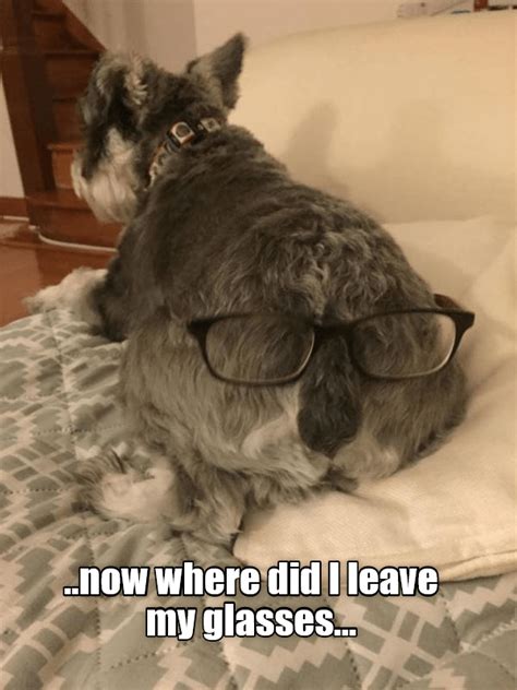 A Senior Moment Funny Dog Pictures Cute Dogs Funny Animals