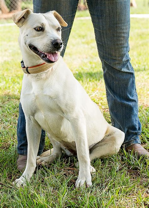 Adopt Blondie On Labrador Retriever Pitbull Terrier Dogs