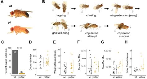 figures and data in the yellow gene influences drosophila male mating success through b