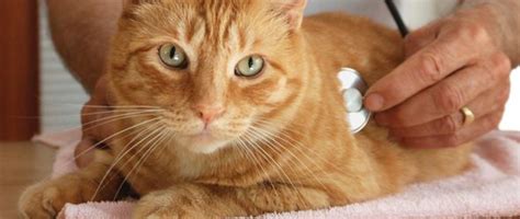 Ginger was unsure of how to pay for her pet's unexpected surgery from cat urinary crystals until she heard about the carecredit credit card. Emergency Vet Near Me 97225 - Veterinary Surgical Center ...