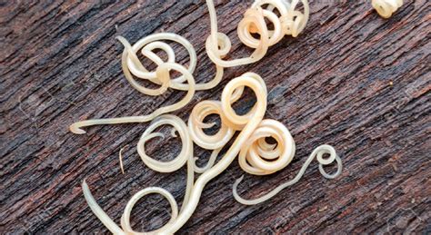 Commonly referred to as worms, these greedy interlopers can steal a cat's nutrition and even make much smaller than roundworms, hookworms are usually less than 1 long and live in cats' small intestines. Worms In Puppys - Goldenacresdogs.com