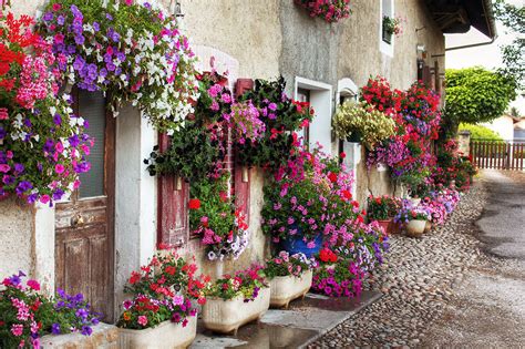 7 easy tips for big hanging baskets | How-to videos, DIY as well as