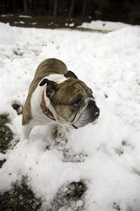 English Bulldog In Snow Stock Image Image Of Canine 108867215