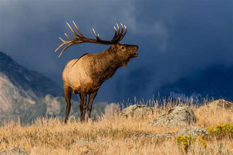 Watch People Surround Bull Elk At Rocky Mountain National Park Fox31