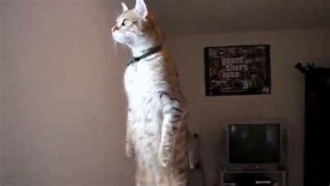 Standing Cat Know Your Meme