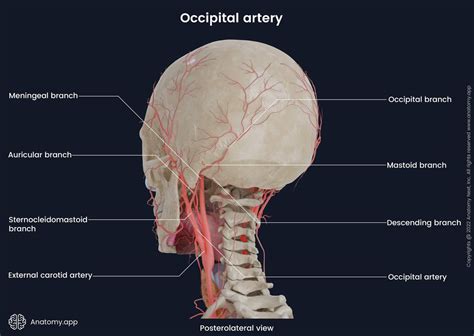 Occipital Artery Encyclopedia Anatomyapp Learn Anatomy 3d