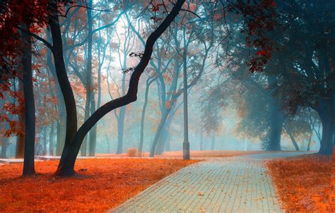 Wallpaper Road Autumn Leaves Trees Landscape Branches Nature Fog