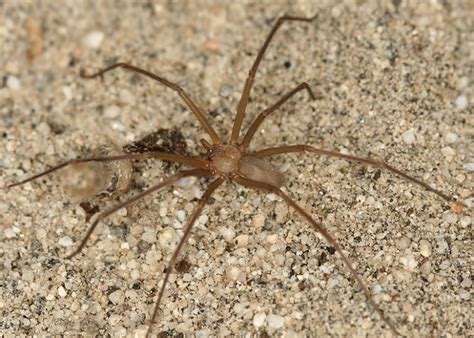Desert Recluse Spider Facts Identification And Pictures