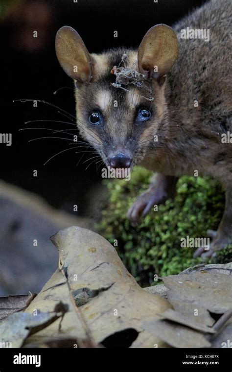 Four Eyed Opossum Perched On A Branch In The Amazon Of Brazil Stock