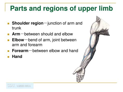 Ppt The Regional Anatomy Of The Upper Limb Powerpoint Presentation