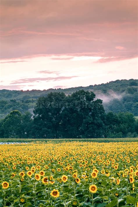 Sunflower Field On The Farm At Sunset After The Storms Stock Image