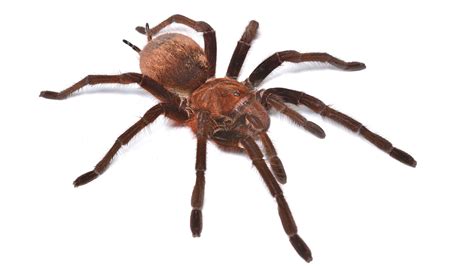 Giant Spider Provides Promise Of Pain Relief For Irritable Bowel